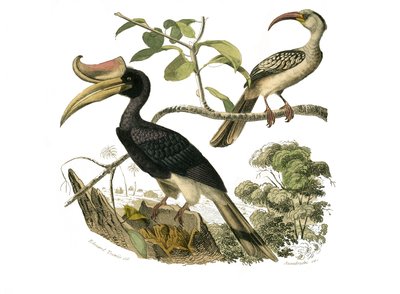 Tablero de Historia Natural: Tablero zoológico que representa paseriformes sindáctilos de Edouard Travies