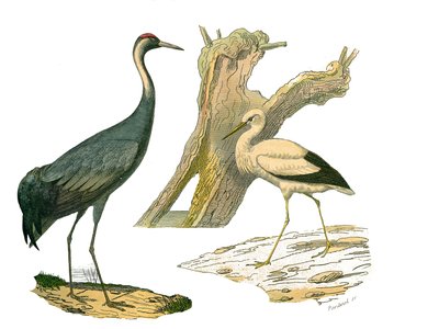 Lámina de historia natural: Lámina zoológica que representa aves acuáticas y cultrirostras (con picos grandes, largos y fuertes): grulla y cigüeña. Lámina extraída de los nueve volúmenes sobre aves en 