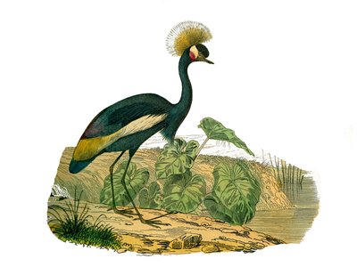 Historia natural: Tabla zoológica que representa aves acuáticas y zancudas cultrirostras de Edouard Travies