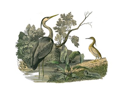 Tablero zoológico que representa aves acuáticas y zancudas cultrirostras (con picos grandes, largos y fuertes): garza y cangrejo. Lámina extraída de los nueve volúmenes sobre aves en 