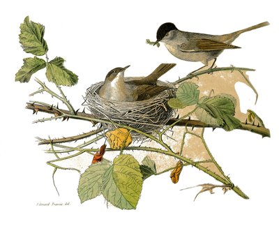 Lámina de historia natural: Lámina zoológica que representa paseriformes dentirrostros (con echancre). El halcón de cabeza negra (nido y oruga para comer). Lámina extraída de los nueve volúmenes sobre aves en 
