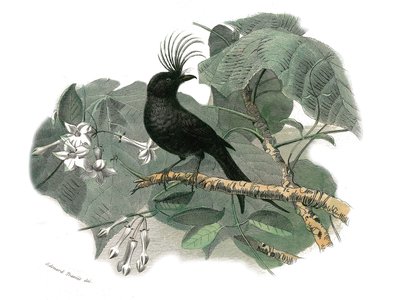 Lámina de historia natural: Lámina zoológica que representa paseriformes dentirrostros (con echancre). El drongo. Lámina extraída de los nueve volúmenes sobre aves en 