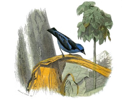 Placa de Historia Natural: Tabla zoológica que representa a los paseriformes dentirostros. El pitpit azul. Placa extraída de los nueve volúmenes sobre aves en 
