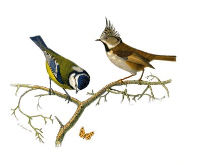 Placa de Historia Natural: Tabla zoológica que representa a los paseriformes dentirostros. La mesange azul y la mesange huppee. Placa extraída de los nueve volúmenes sobre aves en 