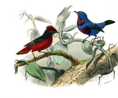 Tabla de Historia Natural: Tabla zoológica que representa paseriformes dentirrostros (con escotadura). La Ouette y el cordón azul. Placa extraída de los nueve volúmenes sobre aves en “Obras completas de Buffon” escritas por el naturalista Georges Louis Lec de Edouard Travies