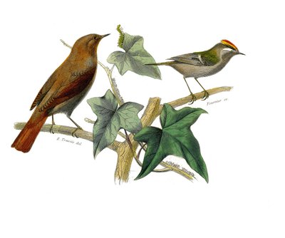 Tablero zoológico que representa paseriformes dentirostros (con echancre). El ruiseñor y el rey. Lámina extraída de los nueve volúmenes sobre aves en 