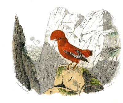 Placa de Historia Natural: Tabla zoológica que representa paseriformes dentirrostros (con echancre). El gallo. Placa extraída de los nueve volúmenes sobre aves en “Obras completas de Buffon” escritas por el naturalista Georges Louis Leclerc, Conde de Buffo de Edouard Travies