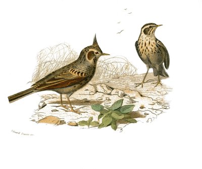 Placa de Historia Natural: Tabla zoológica que representa paseriformes dentirrostros (con echancre). El cochevis y la alondra de los pantanos. Placa extraída de los nueve volúmenes sobre aves en “Obras completas de Buffon” escritas por el naturalista Georg de Edouard Travies