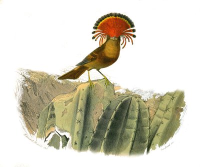 Placa de Historia Natural: Tabla zoológica que representa paseriformes dentirrostros (con escotadura). Rey de las moscas. Placa extraída de los nueve volúmenes sobre aves en "Obras completas de Buffon" escritas por el naturalista Georges Louis Leclerc, Con de Edouard Travies
