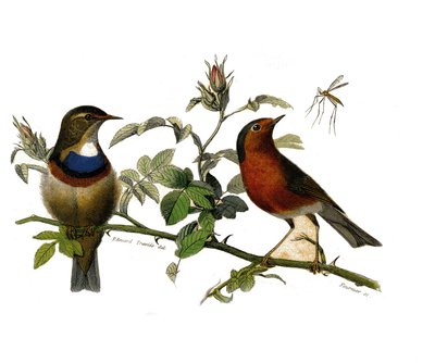 Historia natural: Tabla zoológica que representa paseriformes dentirostros de Edouard Travies
