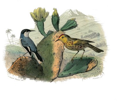 Historia natural: Tabla zoológica que representa paseriformes dentirostros de Edouard Travies