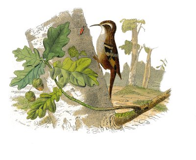 Historia natural: Tabla zoológica que representa paseriformes dentirostros de Edouard Travies