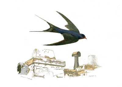 Historia natural: Tabla zoológica que representa paseriformes fisirrostros de Edouard Travies