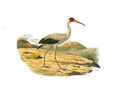 Lámina de historia natural: Lámina zoológica que representa cazadores longirostros (con picos largos y delgados): el Ibis Blanco. Lámina extraída de los nueve volúmenes sobre aves en 