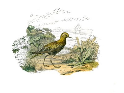 Tablero zoológico que representa zancudas longirostras (pico largo y delgado): el chorlito dorado. Lámina extraída de los nueve volúmenes sobre aves en 