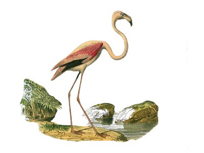 Tablero zoológico que representa zancudas longirostras (con pico largo y delgado): el flamenco rosado. Lámina extraída de los nueve volúmenes sobre aves en 