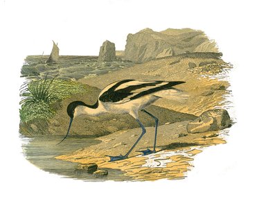 Placa de historia natural: Tabla zoológica que representa zancudas longirostras de Edouard Travies
