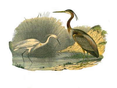 Lámina de historia natural: Lámina zoológica que representa aves acuáticas y zancudas cultrirostras (con picos grandes, largos y fuertes): garceta y garza púrpura. Lámina extraída de los nueve volúmenes sobre aves en 