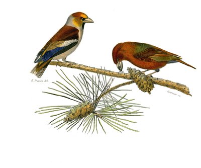 Lámina de historia natural: Lámina zoológica que representa paseriformes conirrostros (pico cónico). Pico grueso (Grosbeak) y Pico cruzado (Crossbill). Lámina extraída de los nueve volúmenes sobre aves en 