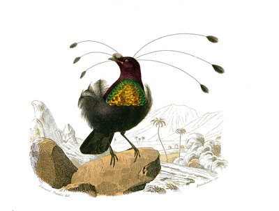 Tabla zoológica que representa paseriformes con pico cónico. El sifilet. Lámina extraída de los nueve volúmenes sobre aves en 