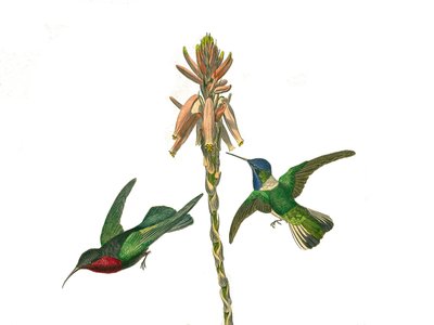 Placa de Historia Natural: Tabla zoológica que representa paseriformes conirostros (pico cónico). Colibrí granate y ave mosca Jacobina. Placa extraída de los nueve volúmenes sobre aves en “Obras completas de Buffon” escritas por el naturalista Georges Loui de Edouard Travies