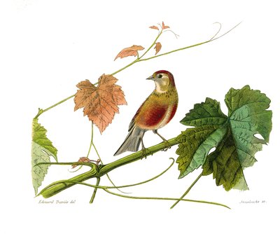 Tabla de historia natural: Tabla zoológica que representa a los paseriformes con pico cónico. La linotte. Placa extraída de los nueve volúmenes sobre aves en 