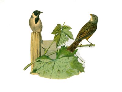Tabla de historia natural: Tabla zoológica que representa a los paseriformes con pico cónico. Ortolan de Caña y Ortolan. Placa extraída de los nueve volúmenes sobre aves en 