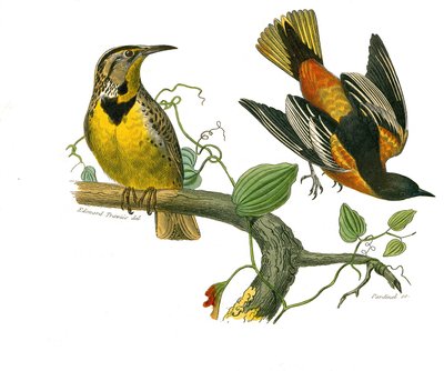 Tabla de historia natural: Tabla zoológica que representa paseriformes con pico cónico. El estornino de Luisiana y el Baltimore. Placa extraída de los nueve volúmenes sobre aves en “Obras completas de Buffon” escritas por el naturalista Georges Louis Lecle de Edouard Travies