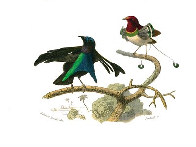 Tablero zoológico que representa paseriformes conirostros (pico cónico). El manucode negro y el manucode. Lámina extraída de los nueve volúmenes sobre aves en 