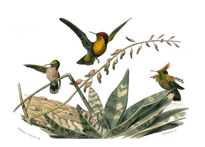 Tablero zoológico que representa paseriformes conirostros (pico cónico). El pájaro mosca, el pequeño pájaro mosca y el pájaro mosca abubilla. Lámina extraída de los nueve volúmenes sobre aves en 