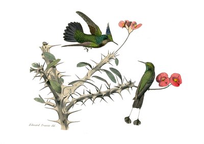 Tablero zoológico que representa paseriformes conirostros (pico cónico). El pájaro mosca abubilla y el pájaro mosca raqueta. Lámina extraída de los nueve volúmenes sobre aves en 
