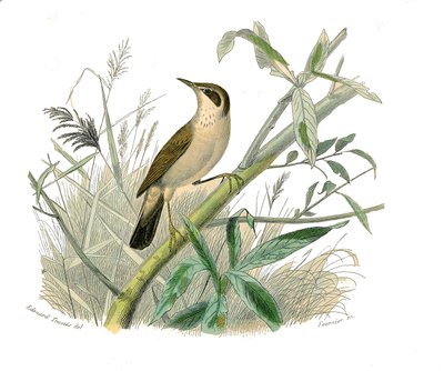 Tabla de historia natural: Tabla zoológica que representa paseriformes conirostros (pico cónico). El jilguero. Lámina extraída de los nueve volúmenes sobre aves en “Obras completas de Buffon” escritas por el naturalista Georges Louis Leclerc, Conde de Buff de Edouard Travies