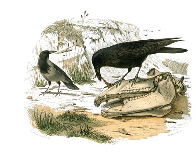 Tabla de historia natural: Tabla zoológica que representa paseriformes conirostros (pico cónico). El cuervo. Lámina extraída de los nueve volúmenes sobre aves en “Obras completas de Buffon” escritas por el naturalista Georges Louis Leclerc, Conde de Buffon de Edouard Travies