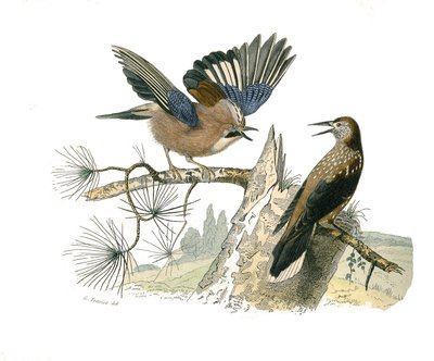 Tabla de historia natural: Tabla zoológica que representa paseriformes conirrostros (pico cónico). Arrendajo y cascanueces. Placa extraída de los nueve volúmenes sobre aves en “Obras completas de Buffon” escritas por el naturalista Georges Louis Leclerc, C de Edouard Travies