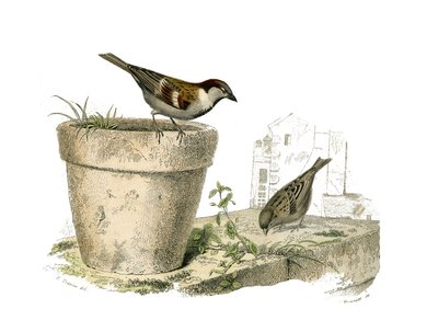 Tabla de historia natural: Tabla zoológica que representa paseriformes conirrostros (pico cónico). Los gorriones. Placa extraída de los nueve volúmenes sobre aves en “Obras completas de Buffon” escritas por el naturalista Georges Louis Leclerc, Conde de Bu de Edouard Travies