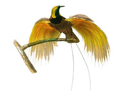 Historia natural: Tabla zoológica que representa paseriformes conirostros de Edouard Travies
