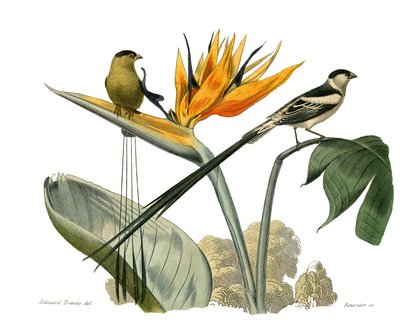 Historia natural: Tabla zoológica que representa paseriformes conirostros de Edouard Travies