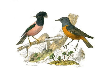 Tablero zoológico que representa paseriformes conirrostros de Edouard Travies