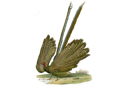 Placa de Historia Natural: Tabla zoológica que representa gallináceas: argus. Placa extraída de los nueve volúmenes sobre aves en “Obras completas de Buffon” escritas por el naturalista Georges Louis Leclerc, Conde de Buffon (1707-1788) entre 1749 y 1785. de Edouard Travies