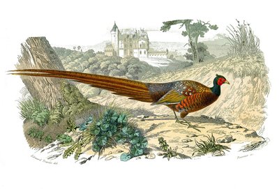 Tablero zoológico que representa gallináceas: faisán. Lámina extraída de los nueve volúmenes sobre aves en 