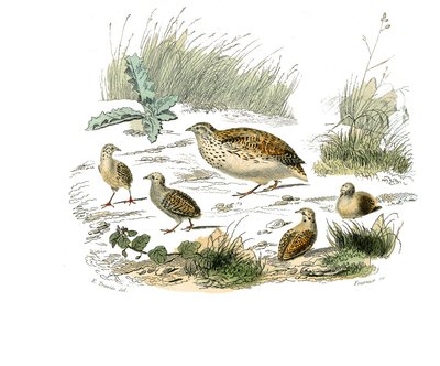 Lámina de historia natural: Lámina zoológica que representa gallináceas: codorniz. Lámina extraída de los nueve volúmenes sobre aves en 