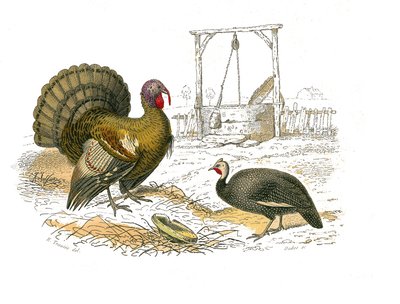 Tabla de historia natural: Tabla zoológica que representa gallináceas: pavo gallo de Edouard Travies
