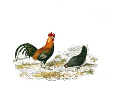Historia natural: Tabla zoológica que representa gallináceas: el gallo y la gallina. Lámina extraída de los nueve volúmenes sobre aves en 
