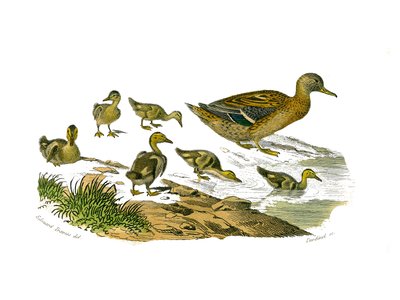 Placa de Historia Natural: Tabla zoológica que representa palmípedos lamelirrostros (con láminas o dientes). La hembra del pato y su cría. Placa extraída de los nueve volúmenes sobre aves en “Obras completas de Buffon” escritas por el naturalista Georges L de Edouard Travies