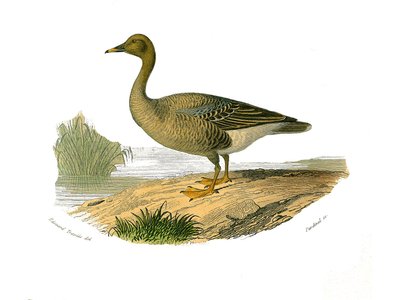 Tabla de historia natural: Tabla zoológica que representa palmípedos lamelirrostros (con láminas o dientes). Ganso salvaje. Placa extraída de los nueve volúmenes sobre aves en “Obras completas de Buffon” escritas por el naturalista Georges Louis Leclerc, C de Edouard Travies