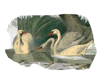 Tablero zoológico que representa palmípedos lamelirrostros de Edouard Travies