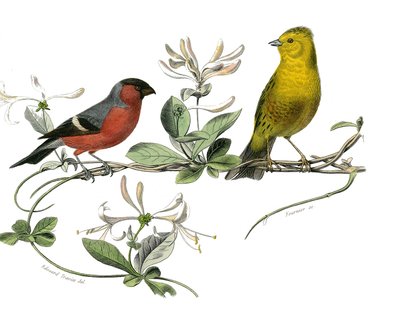 Historia natural: Tabla zoológica que representa el bouvreuil y el gorrión de Francia. Lámina extraída de los nueve volúmenes sobre aves en 