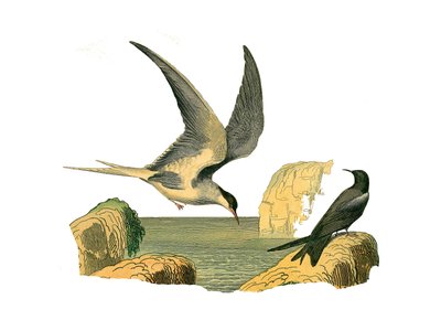Tabla zoológica que representa longipens (o grandes veleros, aves de alta mar). La piedra garin y el espantapájaros. Lámina extraída de los nueve volúmenes sobre aves en 
