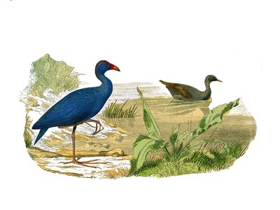 Tabla de historia natural: Tabla zoológica que representa aves limícolas longirrostros (pico largo y delgado): la gallina sultana y la polla de agua. Placa extraída de los nueve volúmenes sobre aves en “Obras completas de Buffon” escritas por el naturalist de Edouard Travies