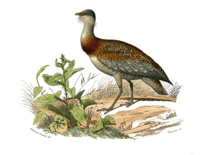 Tabla de historia natural: Tabla zoológica que representa a las zancudas: la avutarda. Placa extraída de los nueve volúmenes sobre aves en 